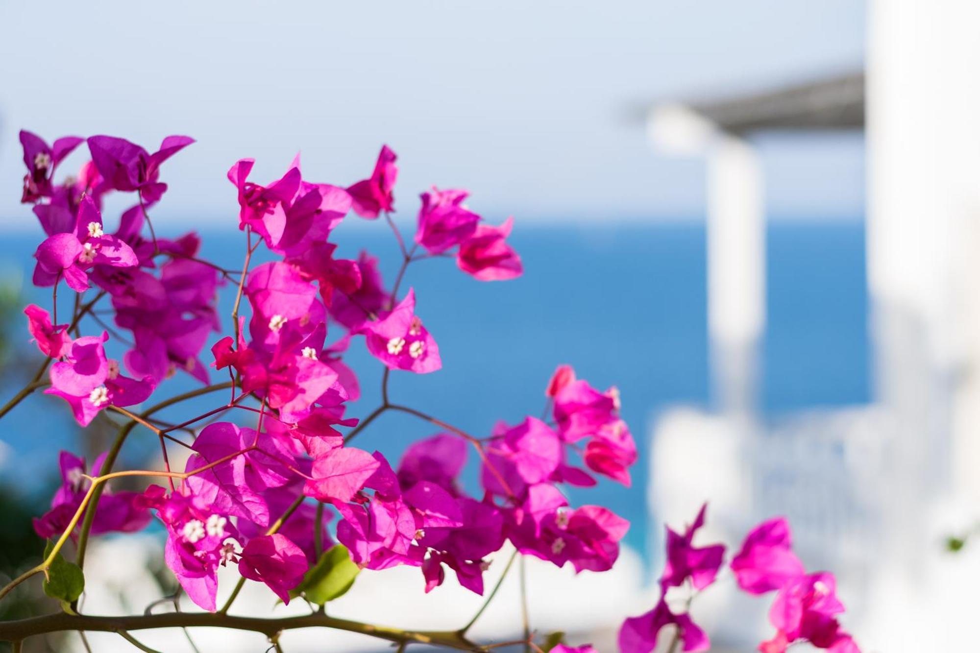 With-Inn Mykonos Suites Турлос Екстер'єр фото